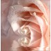 Декоративное панно VIP Кремовая роза 196х201 (6 листов)  - купить, цена и фото в интернет-магазине Remont Doma