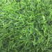 Искусственная трава 10 мм ( 2*25 м/п или 30 м/п )  — купить в Починке: цена за штуку, характеристики, фото