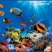 Декоративное панно VIP Коралловый риф 294х134 (6 листов)  - купить, цена и фото в интернет-магазине Remont Doma