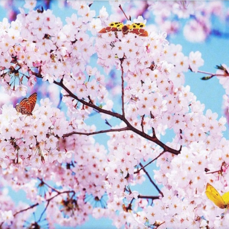 Декоративное панно Сакура в цвету 294х260 (12л)