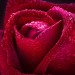 Декоративное панно Бархатная роза 134х98 (2 листа) - купить по низкой цене | Remont Doma