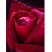 Купить Декоративное панно Бархатная роза 134х98 (2 листа) в Починке в Интернет-магазине Remont Doma