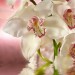 Декоративное панно Розовая орхидея 196х201 (6 листов)- купить в Remont Doma| Каталог с ценами на сайте, доставка.