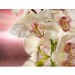 Купить Декоративное панно Розовая орхидея 196х201 (6 листов) в Починке в Интернет-магазине Remont Doma