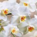 Декоративное панно Белая орхидея 196х134 (4 листа) - купить по низкой цене | Remont Doma