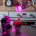 Купить Лампа светодиодная для растений. Форма "A", прозрачная. LED-A60-15W/SPSB/E27/CL PLP30GR  в Починке в Интернет-магазине Remont Doma