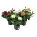 Купить Грунт Цветочный  5л  Нов-Агро в Починке в Интернет-магазине Remont Doma