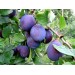 Купить Минеральное удобрение Для плодовых деревьев и ягодных культур (0,9кг) в Починке в Интернет-магазине Remont Doma