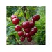 Минеральное удобрение Для плодовых деревьев и ягодных культур (0,9кг) купить в Починке