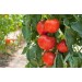 Минеральное удобрение Для томатов, перцев и баклажанов (0,9кг)  — купить в Починке: цена за штуку, характеристики, фото