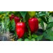 Купить Минеральное удобрение Для томатов, перцев и баклажанов (0,9кг)  в Починке в Интернет-магазине Remont Doma