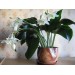Купить Грунт Цветочный 10л  Нов-Агро в Починке в Интернет-магазине Remont Doma