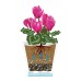 Купить Горшок цветочный для орхидеи "Лея" 5 литров (с автополивом)(прозрачный)  в Починке в Интернет-магазине Remont Doma