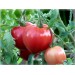 Купить Удобрение Агровита для томатов,перцев и баклажанов 100г в Починке в Интернет-магазине Remont Doma