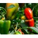 Удобрение Агровита для томатов,перцев и баклажанов 100г купить недорого в Починке