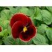 Купить Агровита для цветов Универсальное 100г в Починке в Интернет-магазине Remont Doma